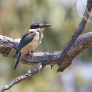 Todiramphus sanctus at Nicholls, ACT - 7 Mar 2019 11:45 AM