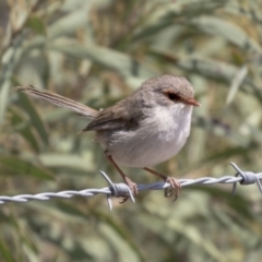 Malurus cyaneus (Superb Fairywren) at Harcourt Hill - 7 Mar 2019 by AlisonMilton