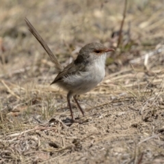 Malurus cyaneus at Nicholls, ACT - 7 Mar 2019