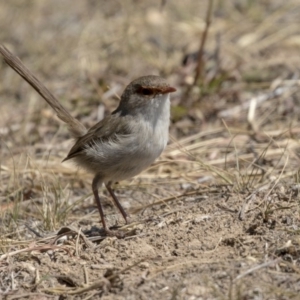 Malurus cyaneus at Nicholls, ACT - 7 Mar 2019