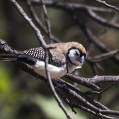 Stizoptera bichenovii (Double-barred Finch) at Nicholls, ACT - 7 Mar 2019 by Alison Milton