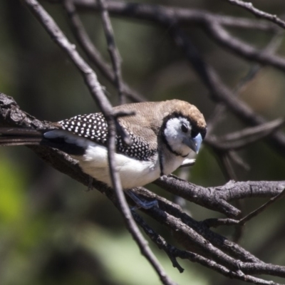 Stizoptera bichenovii (Double-barred Finch) at Harcourt Hill - 7 Mar 2019 by AlisonMilton
