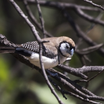 Stizoptera bichenovii (Double-barred Finch) at Nicholls, ACT - 7 Mar 2019 by Alison Milton