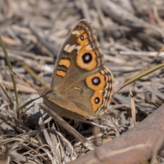 Junonia villida (Meadow Argus) at Nicholls, ACT - 7 Mar 2019 by Alison Milton