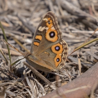 Junonia villida (Meadow Argus) at Nicholls, ACT - 7 Mar 2019 by AlisonMilton