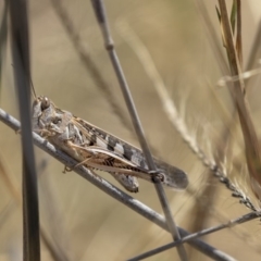 Austroicetes sp. (genus) (A grasshopper) at Nicholls, ACT - 7 Mar 2019 by Alison Milton