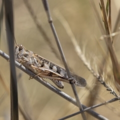 Austroicetes sp. (genus) (A grasshopper) at Harcourt Hill - 7 Mar 2019 by AlisonMilton