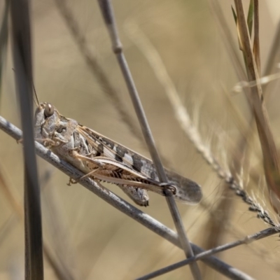 Austroicetes sp. (genus) (A grasshopper) at Nicholls, ACT - 7 Mar 2019 by Alison Milton