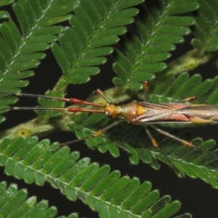 Rayieria acaciae (Acacia-spotting bug) at ANBG - 16 Feb 2019 by TimL