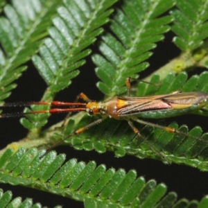 Rayieria acaciae at Hackett, ACT - 16 Feb 2019