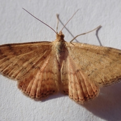 Scopula rubraria (Reddish Wave, Plantain Moth) at Spence, ACT - 8 Mar 2019 by Laserchemisty