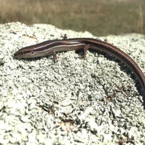 Acritoscincus duperreyi at Rendezvous Creek, ACT - 1 Apr 2017 01:01 PM