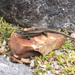 Eulamprus heatwolei (Yellow-bellied Water Skink) at Bimberi, NSW - 4 Mar 2017 by AndrewCB