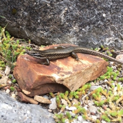 Eulamprus heatwolei (Yellow-bellied Water Skink) at Kosciuszko National Park - 4 Mar 2017 by AndrewCB