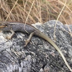 Liopholis whitii (White's Skink) at Kosciuszko National Park - 5 Mar 2017 by AndrewCB