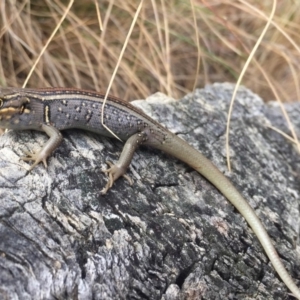 Liopholis whitii at Yarrangobilly, NSW - 5 Mar 2017