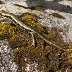 Eulamprus tympanum (Southern Water Skink) at Kosciuszko National Park, NSW - 27 Jan 2019 by AndrewCB