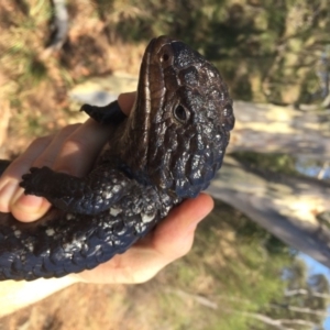 Tiliqua rugosa at Majura, ACT - 26 Jan 2017