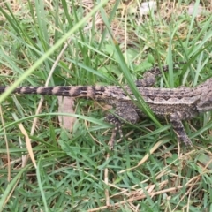 Amphibolurus muricatus (Jacky Lizard) at Durras North, NSW - 2 Feb 2019 by AndrewCB