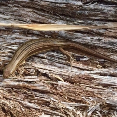 Pseudemoia pagenstecheri (Grassland Tussock-skink) at Rendezvous Creek, ACT - 3 Sep 2017 by AndrewCB