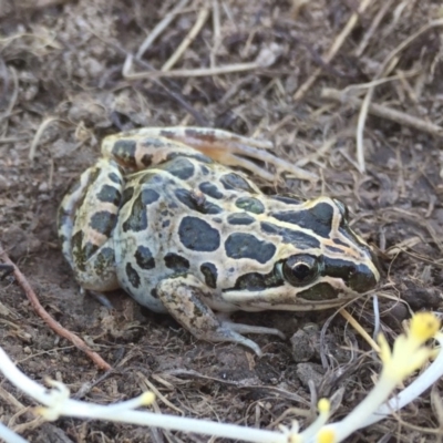 Limnodynastes tasmaniensis (Spotted Grass Frog) at Rendezvous Creek, ACT - 1 Apr 2017 by AndrewCB