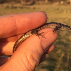 Pseudemoia entrecasteauxii (Woodland Tussock-skink) at Mount Clear, ACT - 19 Jan 2019 by AndrewCB