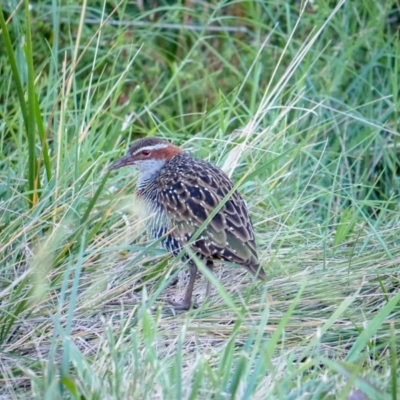 Gallirallus philippensis (Buff-banded Rail) at Watson, ACT - 6 Mar 2019 by Daniel12345