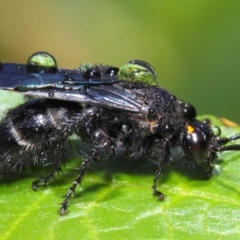 Scoliidae sp. (family) (Unidentified Hairy Flower Wasp) at Acton, ACT - 14 Feb 2019 by TimL