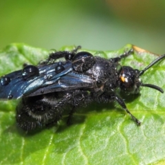 Scoliidae sp. (family) at Acton, ACT - 14 Feb 2019 11:00 AM