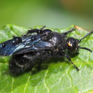 Scoliidae sp. (family) at Acton, ACT - 14 Feb 2019 11:00 AM