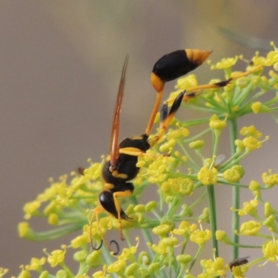 Sceliphron laetum (Common mud dauber wasp) at Tharwa, ACT - 3 Feb 2019 by michaelb