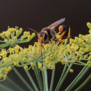 Sceliphron laetum at Tharwa, ACT - 3 Feb 2019 07:19 PM