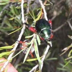 Repsimus manicatus montanus (Green nail beetle) at Tuggeranong DC, ACT - 3 Feb 2019 by MichaelBedingfield