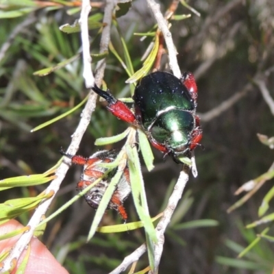Repsimus manicatus montanus (Green nail beetle) at Tuggeranong DC, ACT - 3 Feb 2019 by MichaelBedingfield