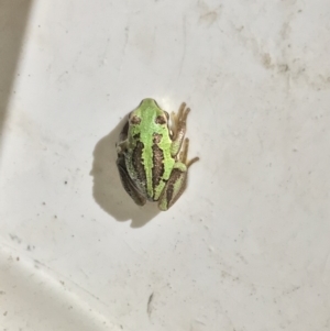 Litoria verreauxii verreauxii at Mount Clear, ACT - 10 Jan 2019