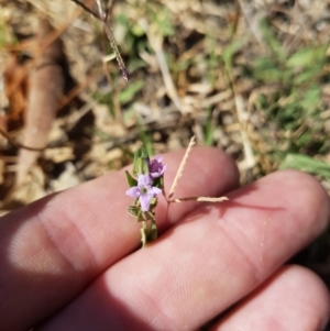 Mentha diemenica at Dunlop, ACT - 8 Mar 2019 10:35 AM