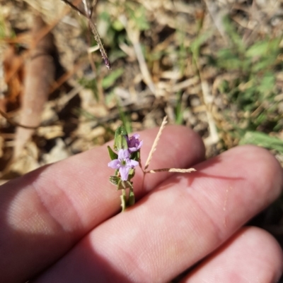 Mentha diemenica (Wild Mint, Slender Mint) at Dunlop, ACT - 8 Mar 2019 by nathkay