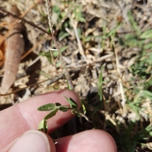 Mentha diemenica at Dunlop, ACT - 8 Mar 2019 10:35 AM