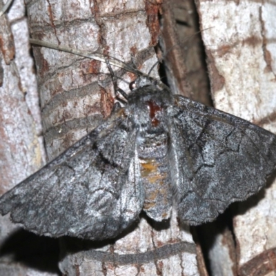 Hypobapta barnardi (Barnard's Grey) at Rosedale, NSW - 25 Feb 2019 by jbromilow50