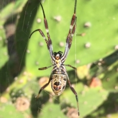 Trichonephila edulis (Golden orb weaver) at Acton, ACT - 2 Mar 2019 by AndrewCB