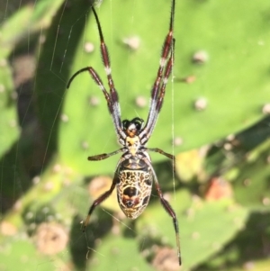 Trichonephila edulis at Acton, ACT - 2 Mar 2019