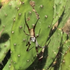 Trichonephila edulis at Acton, ACT - 2 Mar 2019