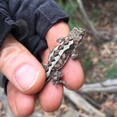 Rankinia diemensis (Mountain Dragon) at Kosciuszko National Park, NSW - 26 Jan 2019 by AndrewCB