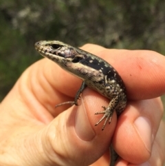 Eulamprus tympanum (Southern Water Skink) at Kosciuszko National Park - 27 Jan 2019 by AndrewCB