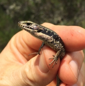 Eulamprus tympanum at Kosciuszko National Park, NSW - 27 Jan 2019 02:07 PM