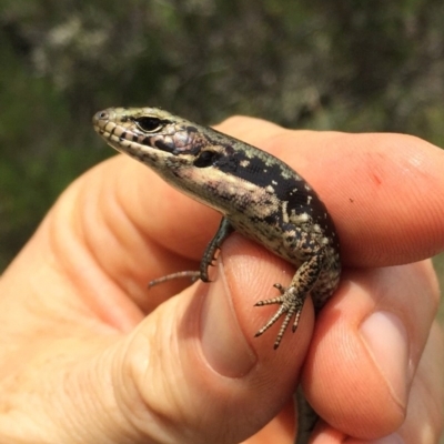 Eulamprus tympanum (Southern Water Skink) at Kosciuszko National Park, NSW - 27 Jan 2019 by AndrewCB