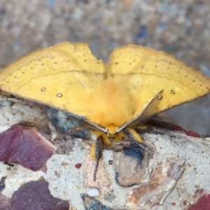 Anthela nicothoe at Kosciuszko National Park, NSW - 27 Jan 2019