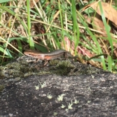 Pseudemoia entrecasteauxii (Woodland Tussock-skink) at Kosciuszko National Park - 27 Jan 2019 by AndrewCB