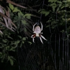 Unidentified Orb-weaving spider (several families) at Depot Beach, NSW - 2 Feb 2019 by AndrewCB