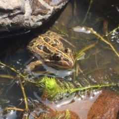 Limnodynastes tasmaniensis (Spotted Grass Frog) at Mount Clear, ACT - 20 Jan 2019 by AndrewCB